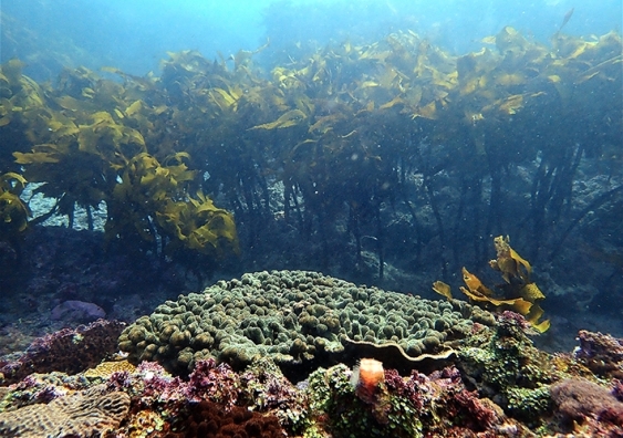 A rocky outcrop covered by coral in front of a forest of kelp