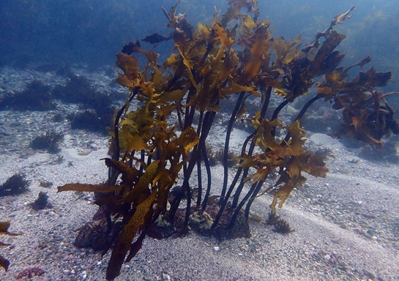 Straggly looking kelp shown on a barren, sandy ocean bed