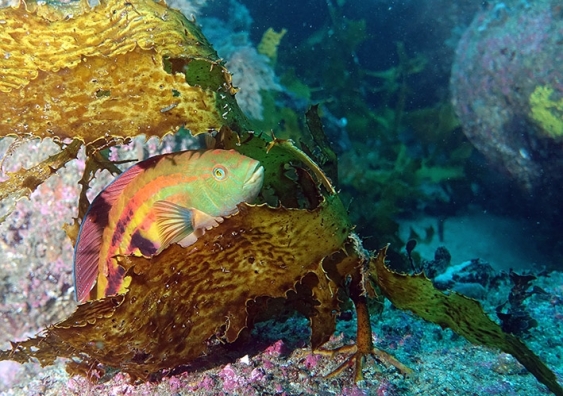 A colourful senator wrasse fish hides itself among kelp fronds