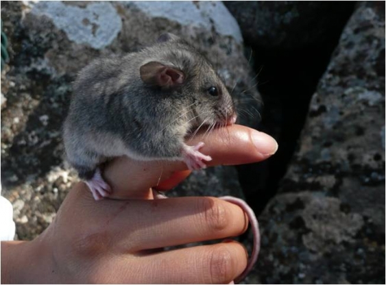 A Mountain Pygmy-possum clings to a finger in front of a rocky background