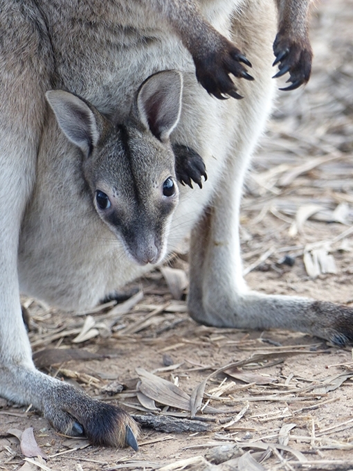 A bridled nailtail wallaby joey in its mothers pouch