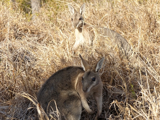 Two bridled nailtail wallabies in dry grass