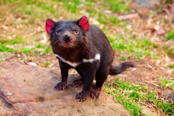 A Tasmanian Devil looking quite grumpy
