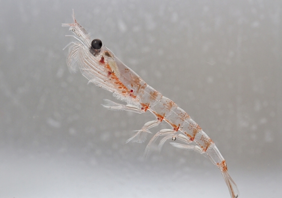 An up-close view of a krill which is related to 