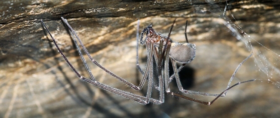 A Tasmanian cave spider hanging upside down