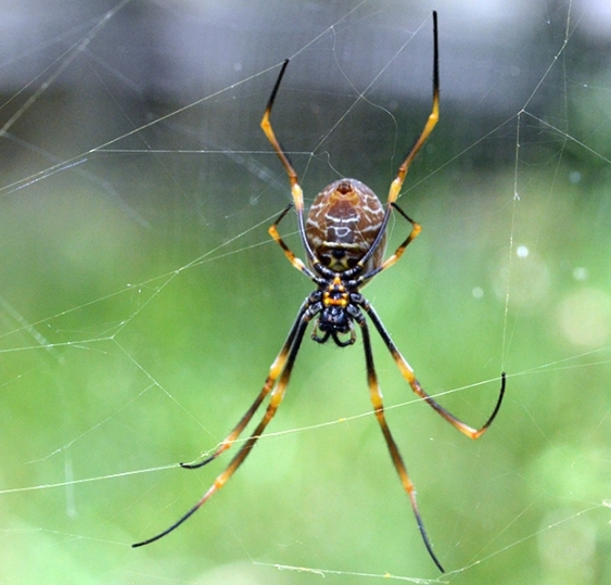 A close up of an orb-weaver spider in its web