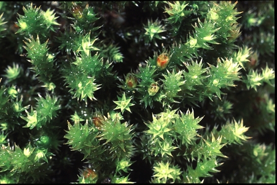 A close up of moss