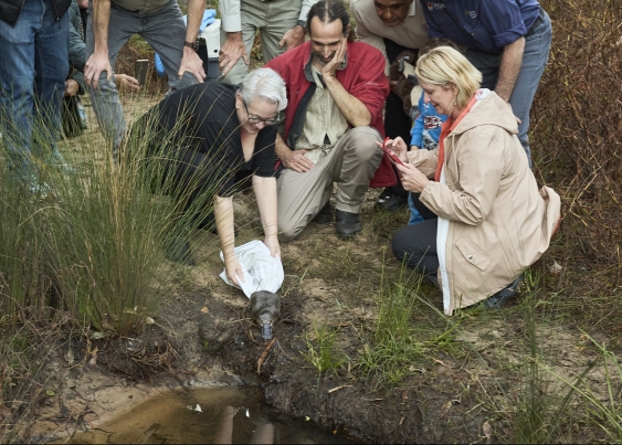 NSW Environment Minister Penny Sharpe releases a platypus on the banks of the Hacking river