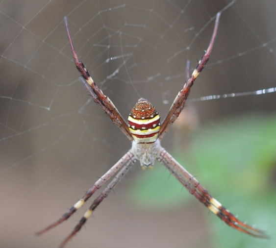 A St Andrew's cross spider in its web