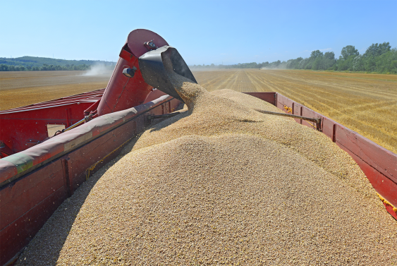 Barley grain being loaded into the back of a truck. Image: Shutterstock