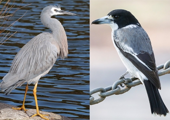 White-faced heron (left) and Grey butcherbird