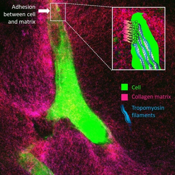 Microscopic photo of a cell in collagen, overlaid with graphics pointing to the cell, collagen matrix, and tropomyosin filaments