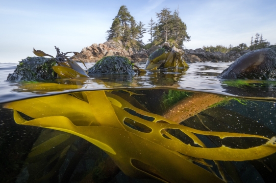 close of shot of bull kelp blades at water surface