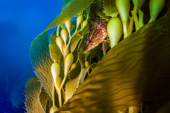 close up shot of seahorse in kelp blades