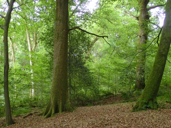 Tress in a temperate boreal forest in Sussex UK