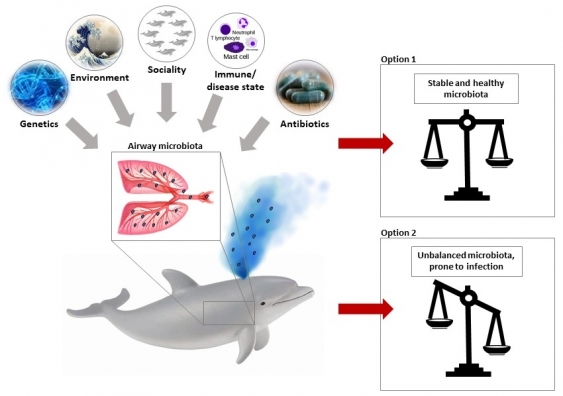 Graphic showing composition of airway bacteria in dolphins