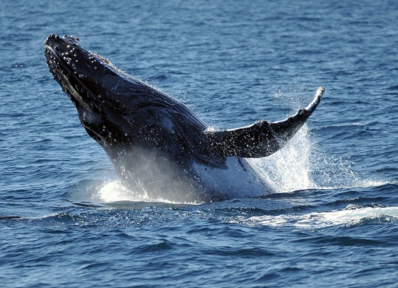east coast humpback whale