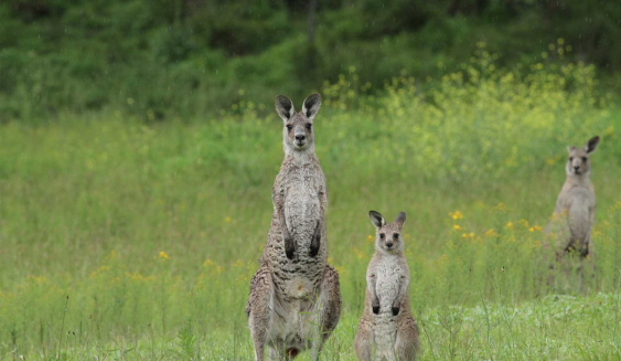 Eastern Grey Kangaroos, mother and joey in a field