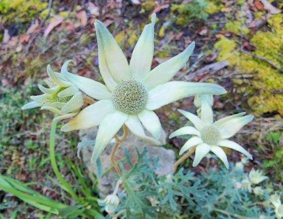 Flannel flowers are now flowering beautifully after the devastating Morton bushfire of 2020