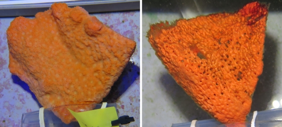 A healthy and necrotic sea sponge in the lab