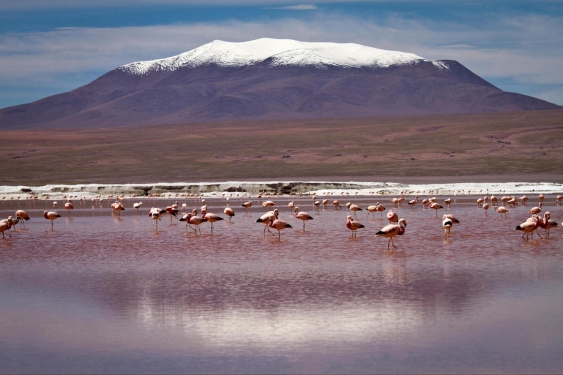 Flamingos standing in a lake with snow-capped mountain behind