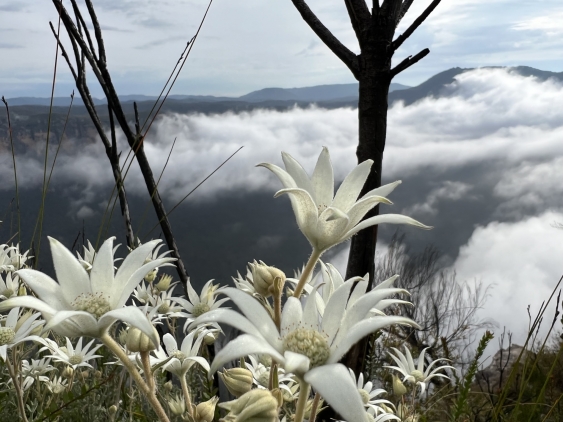 Flannel flowers in the Greater Blue Mountains World Heritage Area 