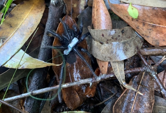A Sydney Funnel-web spider with a tracking system attached to its head