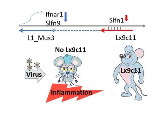 Figure shows how the retrotransposon Lx9c11 regulates the immune response to virus infection