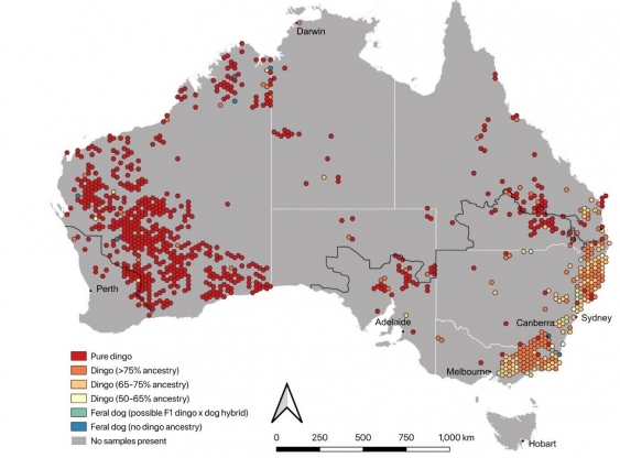 Map of dingo distribution in Australia