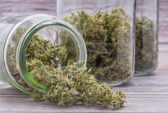 marijuana stored in glass jars