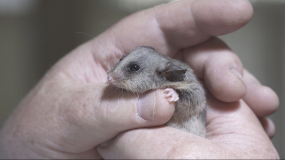 A tiny mouintain pygmy-possum peaks out from a person's hands