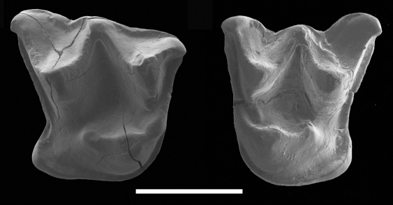 mystacina_miocenalis_fossil_teeth.jpg