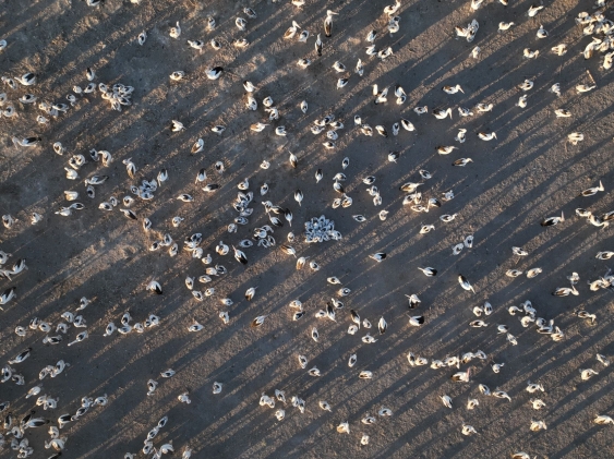 Drone still of pelican colony at Narran Lakes