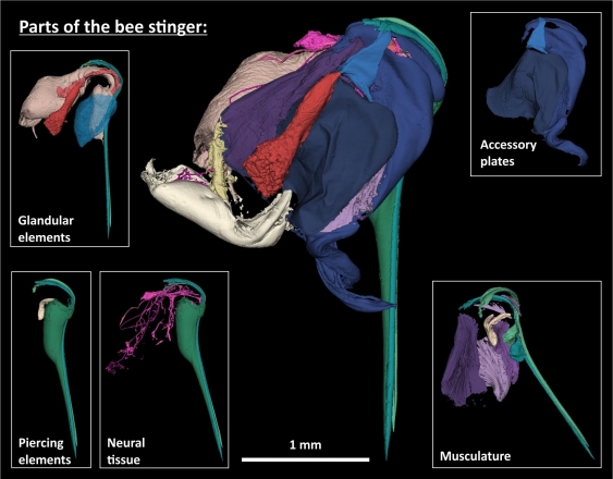 parts of the bee stinger