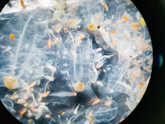 Larval fish sample seen through a microscope
