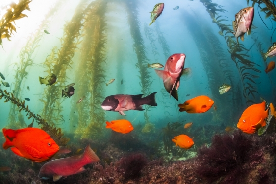 school of bright orange fish swimming amongst kelp forest