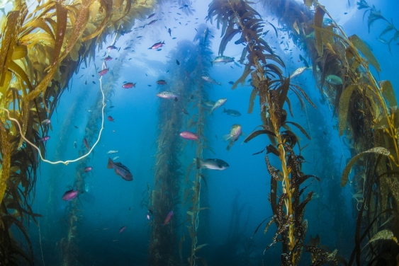 school of fish swimming among tall kelp stems
