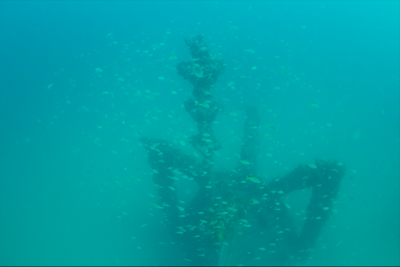 Baitfish around the artificial reef surveyed by the researchers