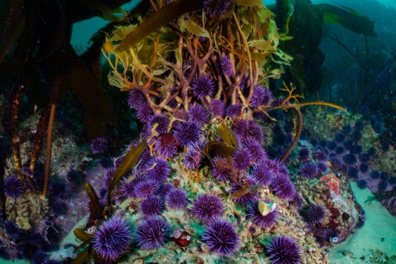 sea urchins eating kelp stipes