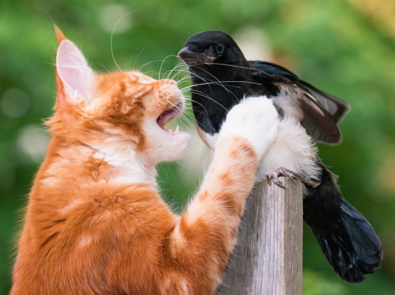 Cat attacks bird