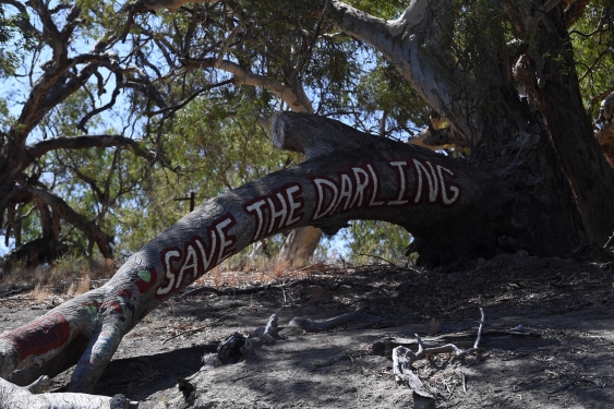the words save the darling painted on a fallen tree branch