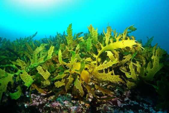 underwater shot of a kelp bed