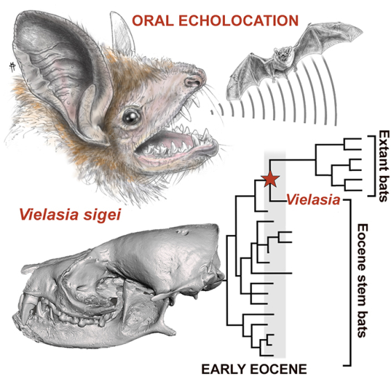 A graphic showing the Vielasia bat as closely related to a common ancestor of modern bats