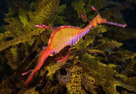 weedy sea dragon swimming with kelp