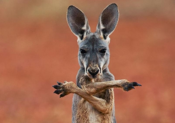 A red kangaroo in the Sturt Stony Desert, Australia © Jami Tarris/Corbis)