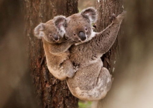 Koala populations  in Queensland have declined by almost 60%, and loss of habitat is a key driver. Photo: D Teixeira