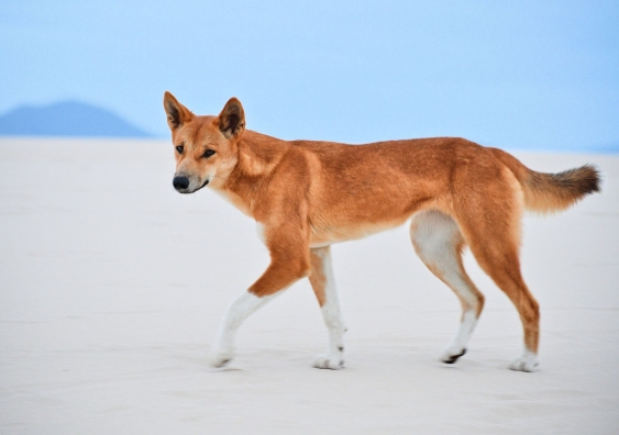 That’s not my name: 99 per cent of wild canines in Australia are pure dingoes or dingo-dominant hybrids, but they're being labelled as ‘wild dogs’. Photo: Chontelle Burns / Nouveau Rise Photography.