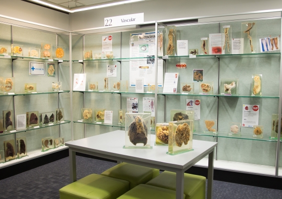 The museum is the only dedicated medical pathology museum in Australia that is completely open to the public. Photo: Louise Reily.