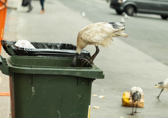 The Australian white ibis has become known as the "bin chicken" and it can be found in our cities wherever there is rubbish. Photo: Shutterstock