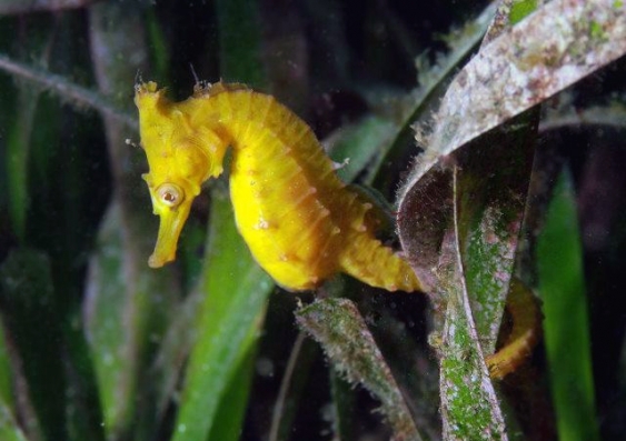Sea horses are among the marine animals that depend on the sea grasses for habitat.